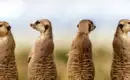 Namibia - die Wunderwelt der Wüsten