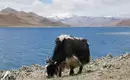 Yak am Manasarovar-See in Tibet Yak weidet vor einem blauen See in Tibet mit Bergpanorama im Hintergrund.