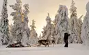 Magische Winteridylle in Schweden: Authentische Naturerlebnisse im Wildnisgehöft Solberget