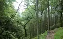 Wanderpfad im schottischen Wald Ein Wanderweg führt durch einen dichten, grünen Wald in Schottland.