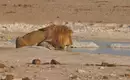 Löwe an Wasserstelle im Etosha Nationalpark Ein Löwe trinkt an einer Wasserstelle im Etosha Nationalpark, Namibia.