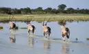 Botswana - Das grüne Herz der Kalahari mit Egmont Strigl