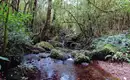 Kilimanjaro: Marangu-Route – Bild 8
