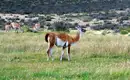 Ihre flauschigen Begleiter: Guanakos in Patagonien entdecken Guanakos grasen in der patagonischen Landschaft.