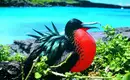 Ecuador und Galapagos - Highlights erleben