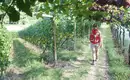 Individuelle Wanderung entlang des Wein- und Almenwegs in Südtirol