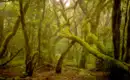 La Gomera individuell - Best of GR 132