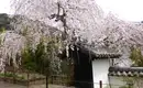 Japan: Kirschblüte oder Herbstlaub zaubern Farbenwunder