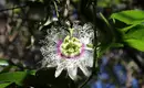 La Réunion: Ein Sinnesrausch im Herzen des Indischen Ozeans