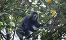 In Kleingruppen auf den Kilimanjaro: Lemosho-Route (Northern Circuit) – Bild 14