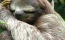 Siesta geht immer: Faultier in Costa Ricas Regenwald Ein schlafendes Faultier hängt an einem Ast im dichten Regenwald von Costa Rica.