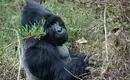 Uganda: Auf den Spuren der majestätischen Berggorillas