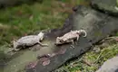Magisches Madagaskar: Lemuren, Tsingys und Tropenparadiese