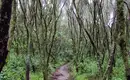 Kilimanjaro: Marangu-Route – Bild 4