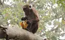 Magisches Sri Lanka - Eine Reise durch Geschichte, Natur und Kultur