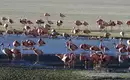 Flamingos am Salar de Uyuni Gruppe rosafarbener Flamingos in einer Wasserlagune in der Wüste