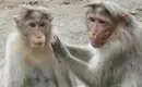 Indiens Süden: Keralas Naturschönheiten entdecken