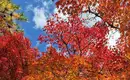 Japan: Kirschblüte oder Herbstlaub zaubern Farbenwunder