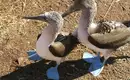 Ecuador und Galapagos - Highlights erleben