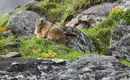 Almwandern in Tirol rund um den Achensee