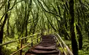 Wanderpfad im Lorbeerwald von La Gomera Ein schattiger Wanderweg führt durch den üppigen Lorbeerwald von La Gomera, umgeben von saftigem Grün.