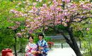 Kirschblütenpracht in Japan Zwei Personen in traditioneller Kleidung unter blühenden Kirschbäumen bei einem Teich.