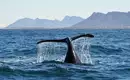 Walbeobachtung vor Südafrikas Küste Ein Wal taucht im blauen Meer vor der Küste Südafrikas auf.