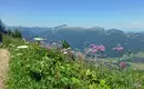 Panoramablick in den Allgäuer Alpen Berglandschaft im Allgäu mit blühenden Alpenblumen im Vordergrund.