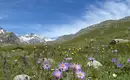 Blühende Wiesen in den Ortler Alpen Blühende Alpenwiese mit Bergpanorama der Ortler Gruppe