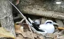 Vogelnest auf den Seychellen Ein Vogel mit Küken im Nest auf den Seychellen zwischen Ästen.