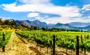 Weinregion Südafrikas - bei Stellenbosch Weinberge mit Bergkulisse in Südafrika
