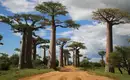 Magisches Madagaskar: Lemuren, Tsingys und Tropenparadiese