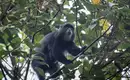 Kilimanjaro Lemosho-Route (Northern Circuit) - individuell