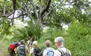 Wanderung durch Südafrikas Wildnis Reisegruppe wandert mit Guide durch dichten Busch in Südafrika.