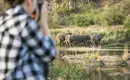 Safari in Südafrika: Elefanten beobachten Eine Person beobachtet Elefanten am Flussufer in Südafrika.