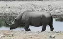 Nashorn am Wasserloch im Etosha Nationalpark Nashorn trinkt aus einem Wasserloch im Etosha Nationalpark in Namibia.