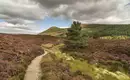 Gut angelegter Pfad im Cairngorms National Park Ein schmaler Wanderpfad durch Heidelandschaft im Cairngorms National Park, umgeben von niedrigen Büschen und Hügeln unter bewölktem Himmel.