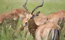 Botswana - Das grüne Herz der Kalahari mit Egmont Strigl