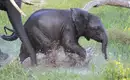 Botswana - Das grüne Herz der Kalahari mit Egmont Strigl