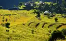 Reisterrassen in Nepal Grüne Reisterrassenlandschaft mit traditionellen Hütten in Nepal im Sonnenlicht.