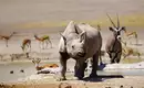 Wildtiere in Namibia beobachten - immer wieder so beeindruckend! Nashorn und Antilopen an einem Wasserloch in Namibia.
