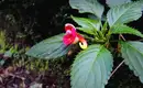 Kilimanjaro: Marangu-Route – Bild 12