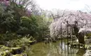 Und noch mehr Kirschblüten in einem japanischem Garten Japanischer Garten mit blühenden Kirschbäumen und Teich im Frühling.