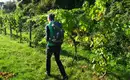 5-tägige individuelle Wanderungen Welterbesteig Wachau