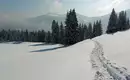 Verschneite Landschaft mit Schneeschuhwanderspuren im Stilfser Joch, umgeben von Nadelbäumen.