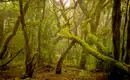 Mystisches Grün des Lorbeerwaldes auf La Gomera Dichter Lorbeerwald mit moosbedeckten Bäumen auf La Gomera.