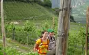 Individuelle Wanderung entlang des Wein- und Almenwegs in Südtirol