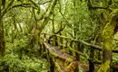 Ein mit Moos bewachsener Holzsteg im dichten Lorbeerwald von La Gomera.