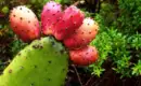 Reife Kaktusfrüchte auf einem grünen Blatt in La Palma.