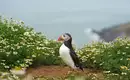Ein Papageitaucher beobachtet unsere Wandergruppe Ein Papageitaucher zwischen Blumen auf einer Klippe auf Jersey.